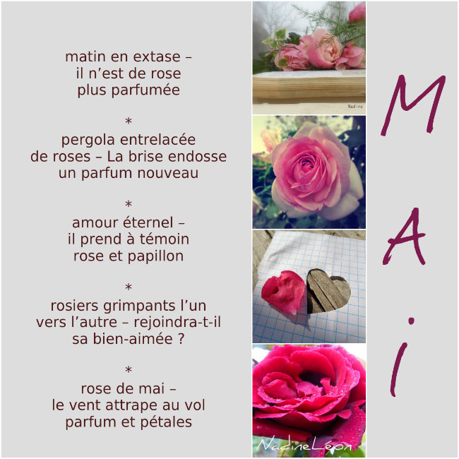 rose de mai