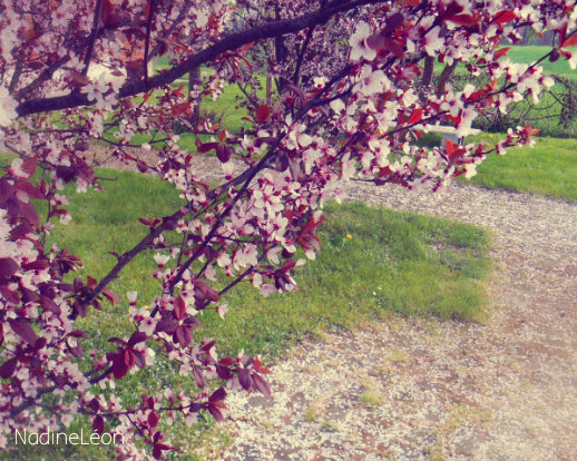 Arbre Prunier rose